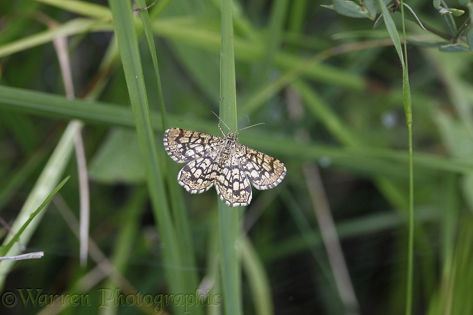 Latticed Heath moth (Chiasmia clathrata).  Europe including Britain