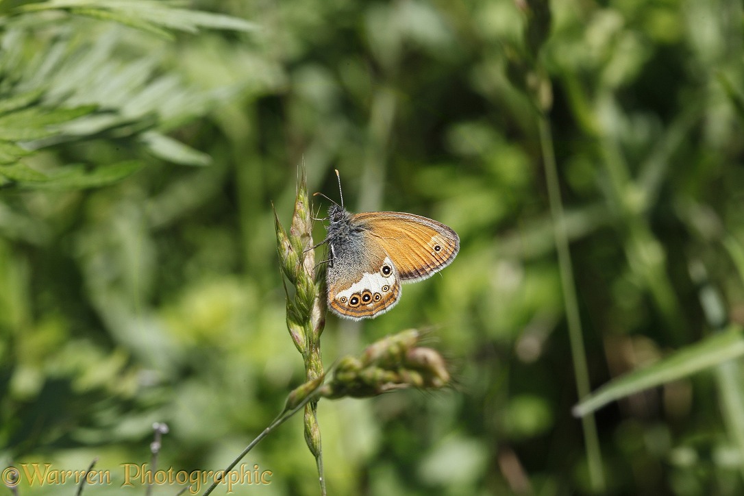 Pearly Heath Butterfly (Coenonympha arcania).  Europe,