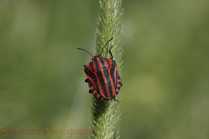 Striped Shieldbug (Graphosoma lineatum)