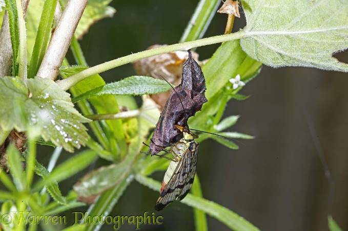 Scorpion Fly (Panorpa communis) feeding on the pupa of a Comma Butterfly (Polygonia c-album).  Europe including Britain