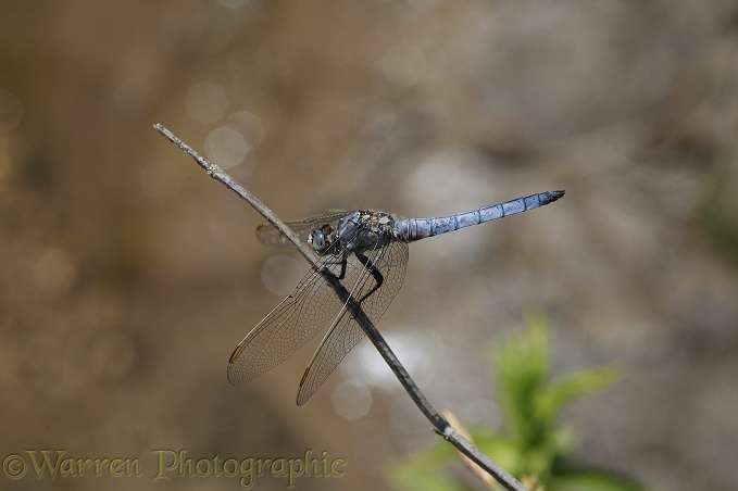 Skimmer Dragonfly (Orthetrum species)