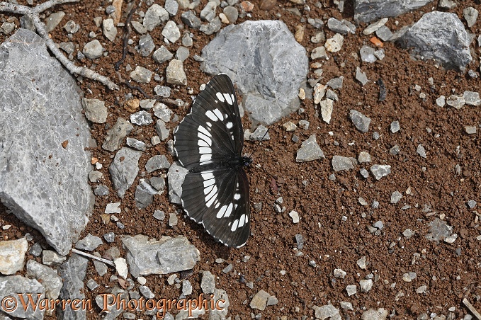 Southern White Admiral butterfly (Limenitis reducta).  Southern Europe