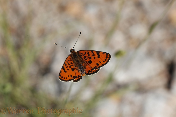 Spotted Fritillary butterfly (Melitaea didyma).  Southern Europe & North Africa