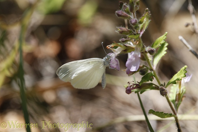 Wood White butterfly (Leptidea sinapis) butterfly