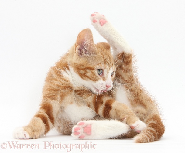 Ginger kitten, Ollie, 10 weeks old, funnel grooming, white background