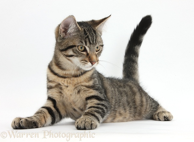 Tabby male kitten, Fosset, 4 months old, lying with his head up, white background