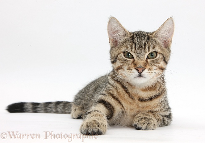 Tabby male kitten, Stanley, 4 months old, lying with his head up, white background