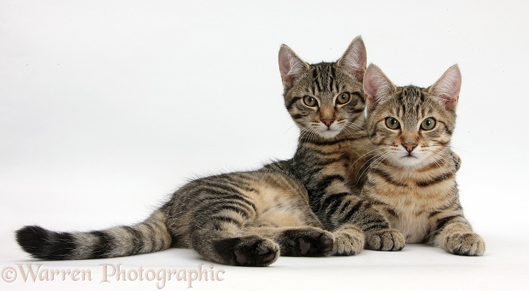 Tabby kittens, Stanley and Fosset, 4 months old, lounging together, white background