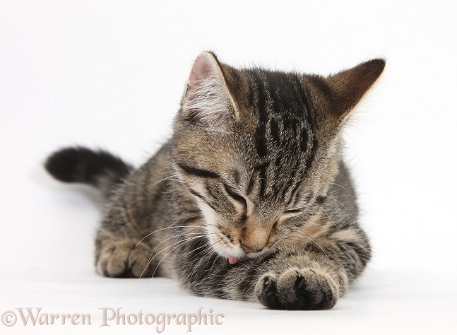 Tabby male kitten, Fosset, 3 months old, washing his paw, white background