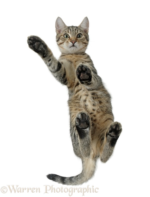 Tabby male kitten, Stanley, 4 months old, from below, showing paw pads, white background
