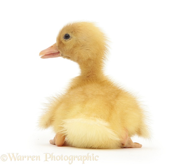 Yellow Call Duckling, white background