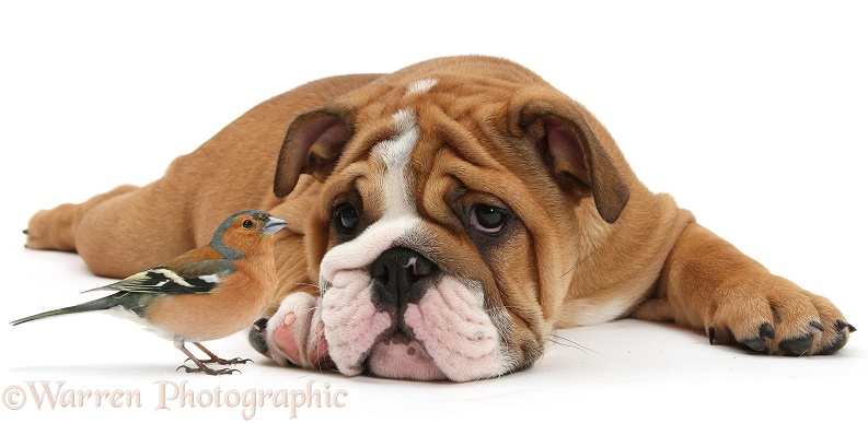 Male Chaffinch (Fringilla coelebs) and Bulldog pup, 11 weeks old, lying with chin on the floor, white background
