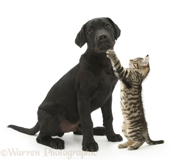 Playful tabby male kitten, Fosset, 12 weeks old, reaching up at black Labrador Retriever pup, Sam, white background