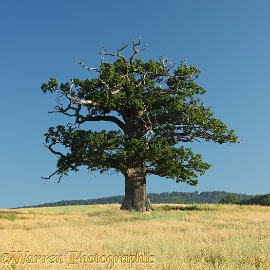 English Oak (Quercus robur) - Summer 2012 (24-7-2012).  Surrey, England