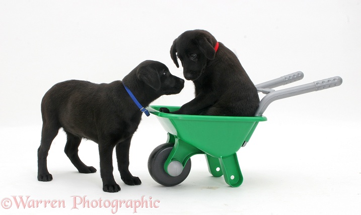 Two Black Labrador Retriever pups playing with a plastic toy wheel barrow, white background