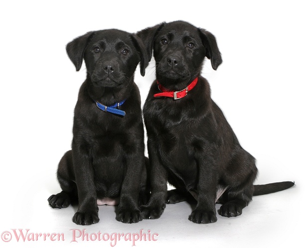 Two Black Labrador Retriever pups, sitting, white background