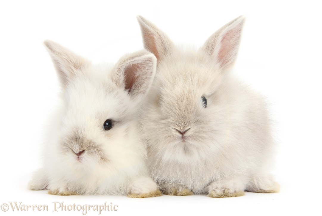 Two Baby Lionhead x Lop rabbits, white background