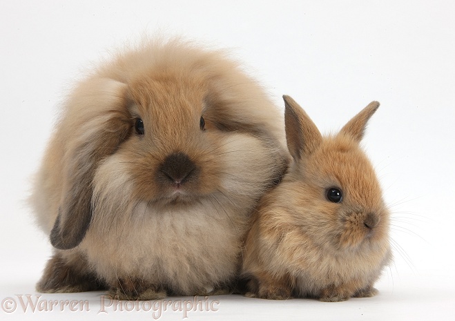 Fluffy Lionhead x Lop rabbit, and cute baby bunny, white background