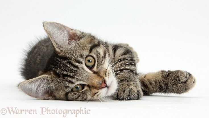 Tabby male kitten, Fosset, 3 months old, lying on his side, white background