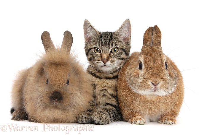 Tabby male kitten, Fosset, 3 months old, with Netherland-cross rabbit, Peter, and young Lionhead-cross rabbit, white background