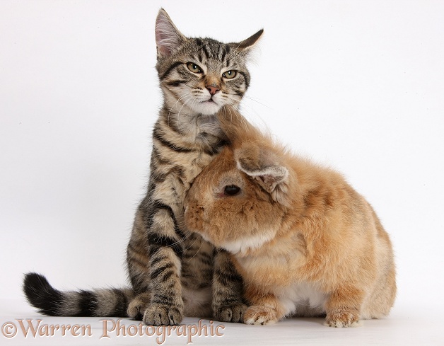 Tabby kitten, Fosset, 3 months old, with Lionhead-cross rabbit, Tedson, white background