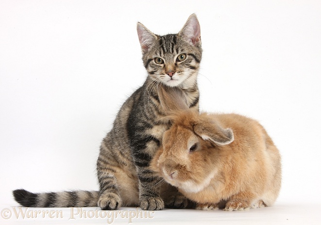 Tabby kitten, Stanley, 3 months old, with Lionhead-cross rabbit, Tedson, white background