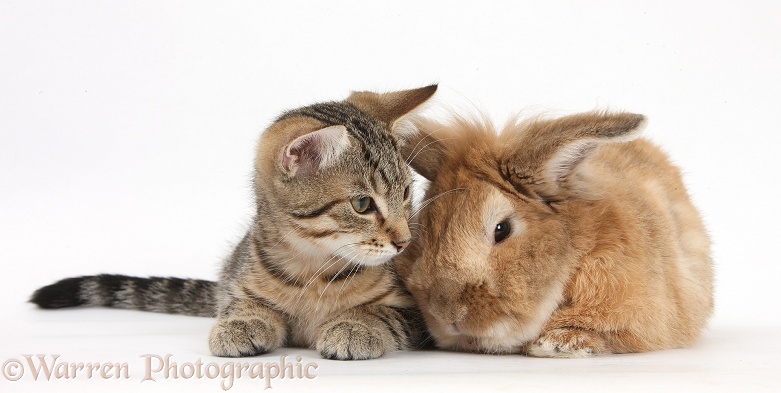 Tabby kitten, Stanley, 3 months old, with Lionhead-cross rabbit, Tedson, white background