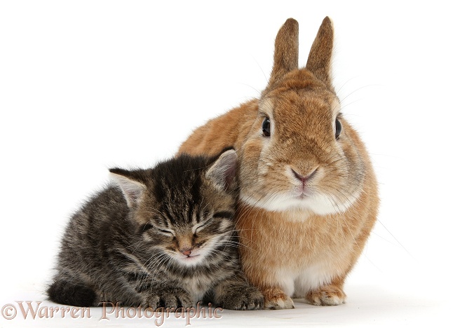 Cute tabby kitten, Fosset, 5 weeks old, with Netherland Dwarf-cross rabbit, Peter, white background