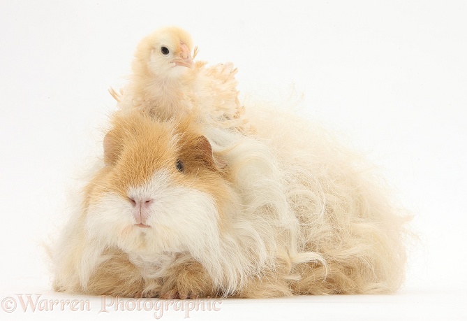 Frizzle feather chicken chick and shaggy Guinea pig, white background