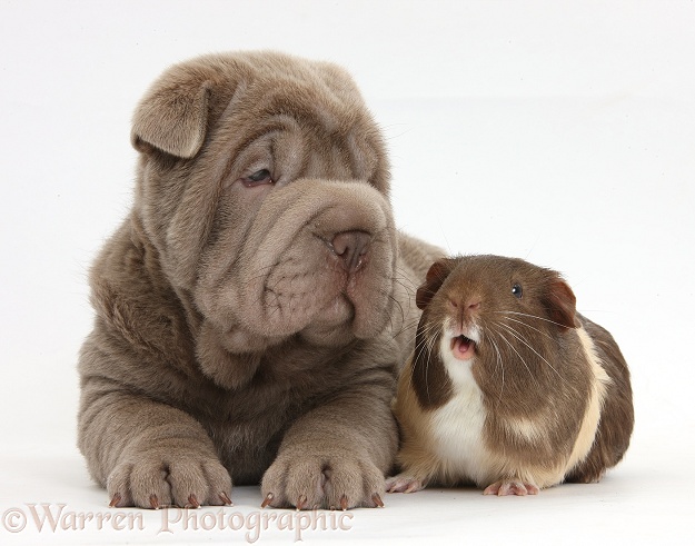 Shar Pei pup and Guinea pig, white background