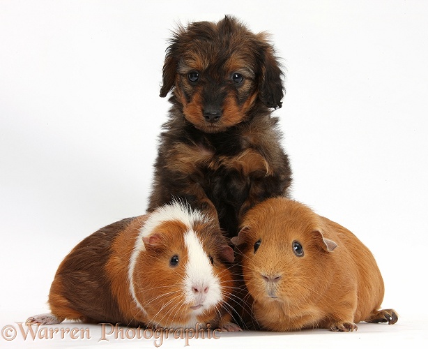 Black Daxiedoodle pup, 6 weeks old, and Guinea pigs, white background