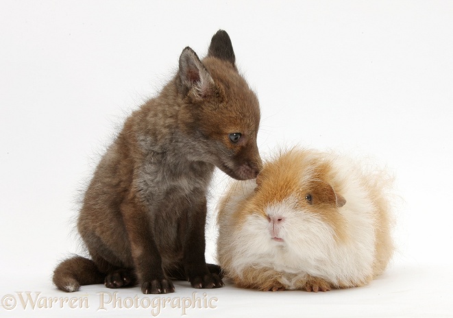 Red Fox (Vulpes vulpes) cub and shaggy Guinea pig, white background
