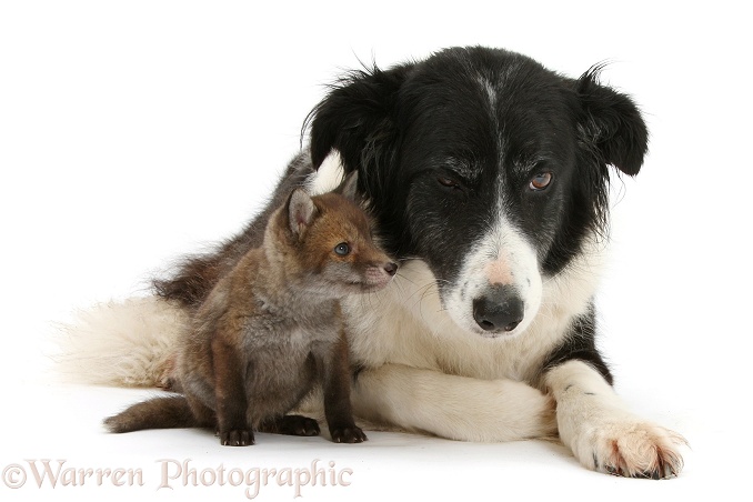 Red Fox (Vulpes vulpes) cub and black-and-white Border Collie, Phoebe, white background