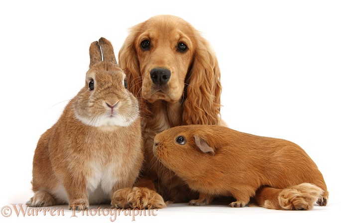 Golden Cocker Spaniel, Sadie, 6 months old, with red Guinea pig and Netherland dwarf-cross rabbit, Peter, white background