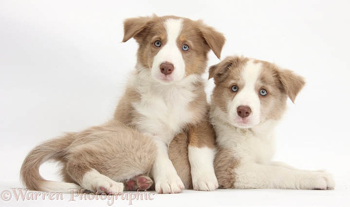 Two Lilac Border Collie pups, one paws over the other, white background