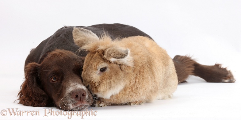 Chocolate Cocker Spaniel pup, Jeff, 4 months old, with Lionhead-cross rabbit, Tedson, white background