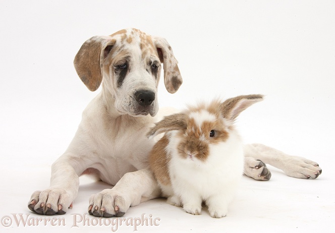 Great Dane pup, Tia, 14 weeks old, with brown-and-white rabbit, white background