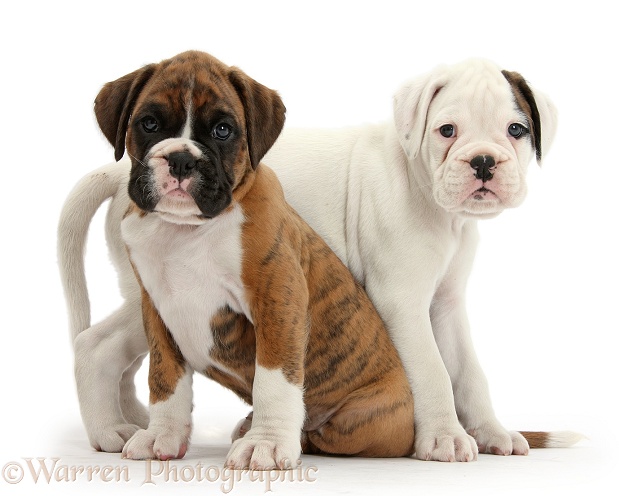 Two Boxer puppies together, white background