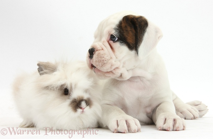 Boxer puppy and fluffy rabbit, white background