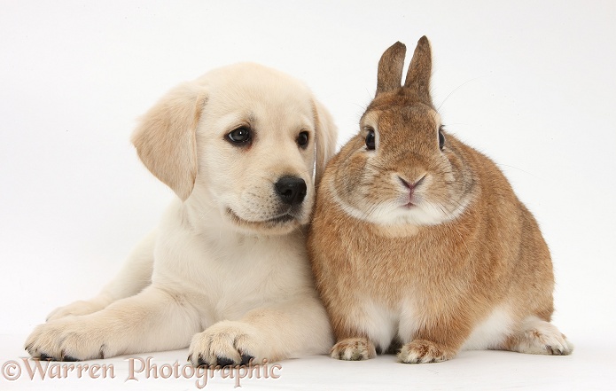 Yellow Labrador Retriever puppy, 8 weeks old, with Netherland dwarf-cross rabbit, Peter, white background