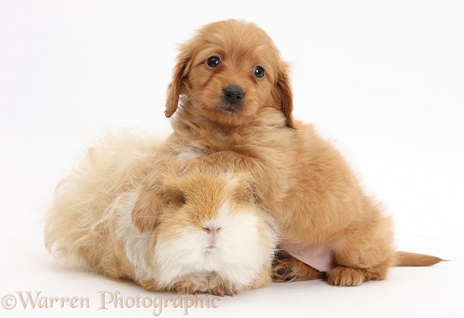Red Daxiedoodle pup, 6 weeks old, and Guinea pig, white background