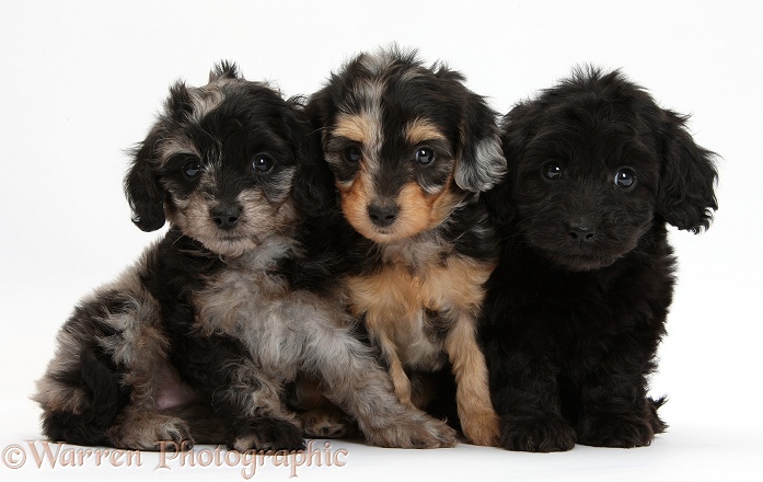 Black, black-and-tan, and black-and-grey merle Daxiedoodle pups, white background