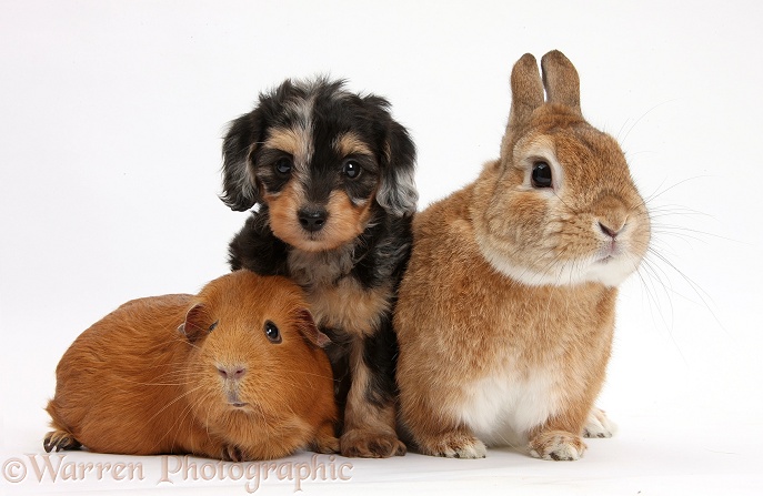 Black-and-tan Daxie-doodle pup with red Guinea pig and Netherland Dwarf-cross rabbit, Peter, white background
