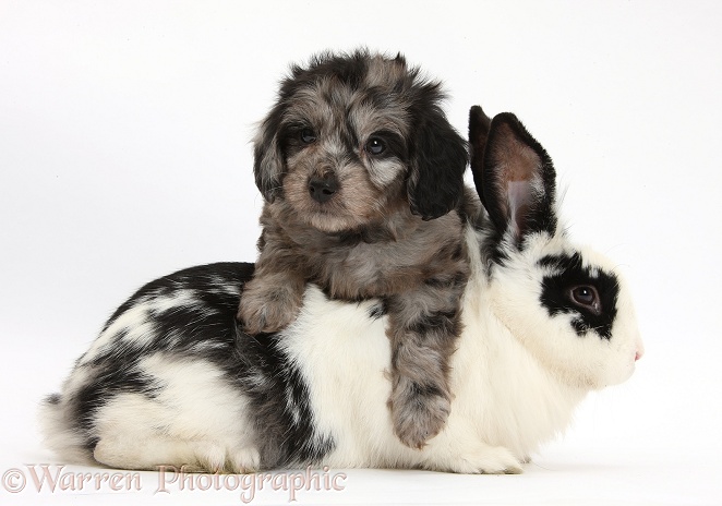 Black-and-grey merle Daxiedoodle pup and black-and-white rabbit, Bandit, white background