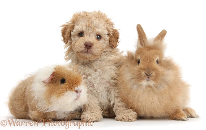 Toy Labradoodle puppy with Lionhead-cross rabbit and shaggy Guinea pig, white background