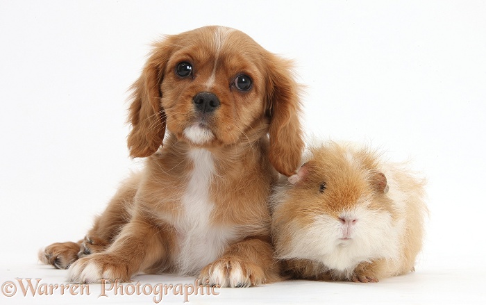 Cavalier King Charles Spaniel pup, Star, with shaggy Guinea pig, white background