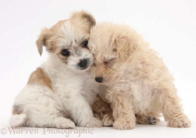 Two cute sleepy Bichon Frise x Yorkshire Terrier pups, 6 weeks old, white background