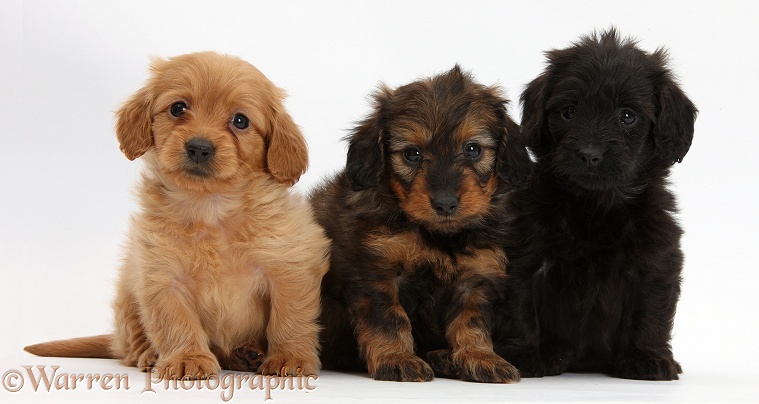 Black, black-and-tan, and red Daxiedoodle pups, 6 weeks old, white background