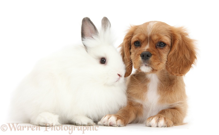 Cavalier King Charles Spaniel pup, Star, with white rabbit, white background