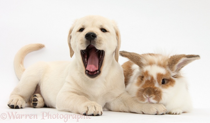 Yellow Labrador Retriever puppy, 8 weeks old, yawning, with brown-and-white rabbit, white background